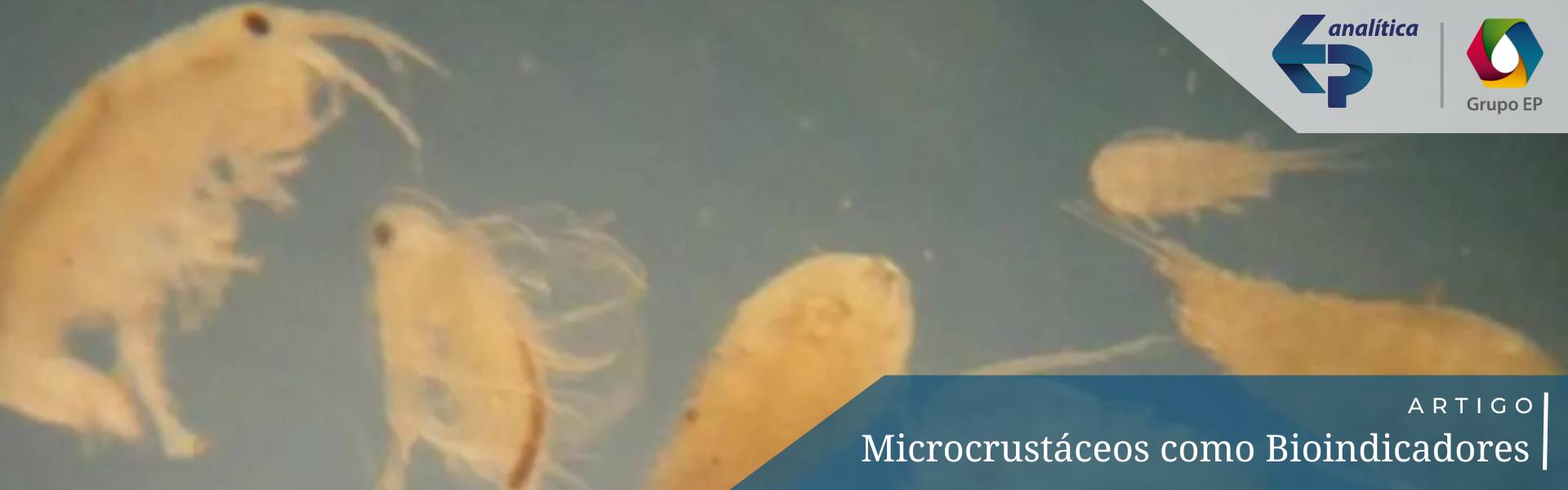 Banner microcrustáceos como bioindicadores